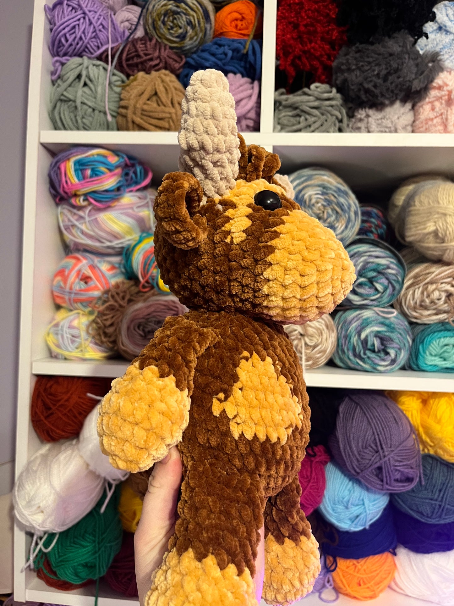 Helen the Highland Cow